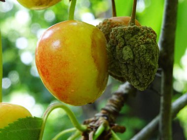Doğal koşullarda ağaçta çürük kiraz üzümü, mahsul kaybı.
