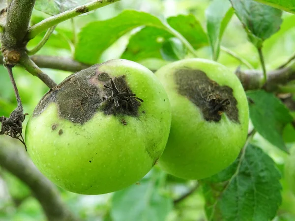 Verdorbenes Apfelobst Obstgarten Dothideales Apfelbaum Ernteausfall Aus Nächster Nähe — Stockfoto