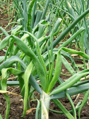 Downy küf soğanı, doğal koşullarda. Yakın plan tarlada soğan yetiştiriyorlar.