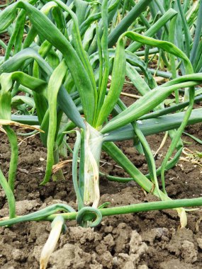 Downy küf soğanı, doğal koşullarda. Yakın plan tarlada soğan yetiştiriyorlar.