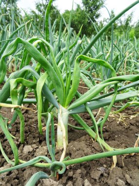 Downy küf soğanı, doğal koşullarda. Yakın plan tarlada soğan yetiştiriyorlar.