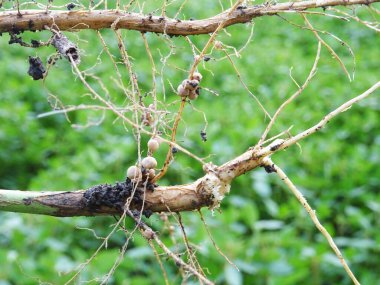 Bakteri bakterileri bakteri kökleri üzerinde doğal koşullarda yakınlaştırır