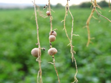 Nitrogen-fixing bacteria on legume roots close-up in natural conditions clipart