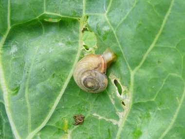 Salyangozlar tarladaki lahanaları yok ediyor, doğal şartlarda bitki haşereleri yetiştiriyor..