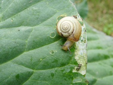 Salyangozlar tarladaki lahanaları yok ediyor, doğal şartlarda bitki haşereleri yetiştiriyor..