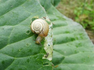 Salyangozlar tarladaki lahanaları yok ediyor, doğal şartlarda bitki haşereleri yetiştiriyor..