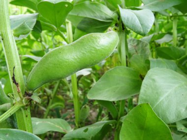 Doğal şartlarda fasulye yetiştirmek, çiçek açmak, meyve olgunlaştırmak, fasulye yetiştirmek.