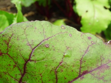 Cercosporosis disease on beets destroys the crop, close-up in natural conditions clipart