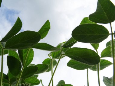  Growing soybeans in natural conditions, plants with flowers and beans in the field       