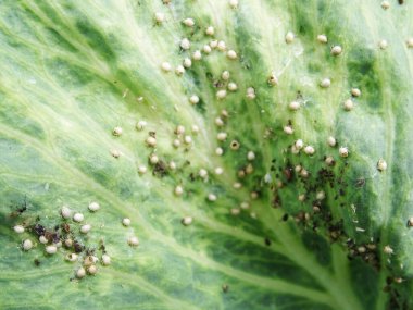 Lahana mahsulü kaybı, tarladaki tırtıllardan zarar gören bitkiler.           