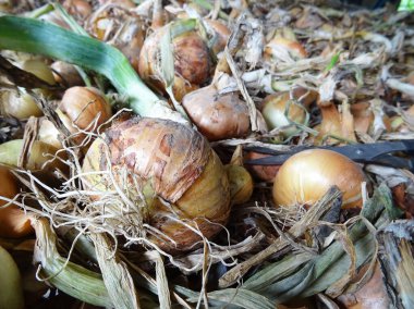 Yemek pişirmek için soğan, hasat edilen mahsulün arka plan görüntüsü. Tarlada mahsul yetiştiriyorlar.