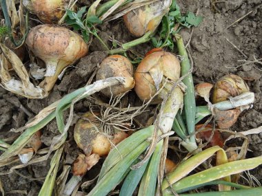 Yemek pişirmek için soğan, hasat edilen mahsulün arka plan görüntüsü. Tarlada mahsul yetiştiriyorlar.
