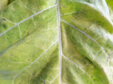 Tarlada tütün bitkileri, doğal şartlarda tütün yetiştirme, sigara yapmak için bitki yaprakları.