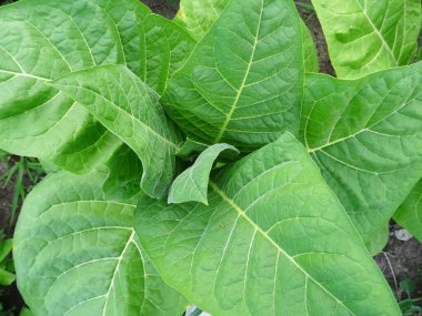 Tarlada tütün bitkileri, doğal şartlarda tütün yetiştirme, sigara yapmak için bitki yaprakları.