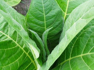 Tarlada tütün bitkileri, doğal şartlarda tütün yetiştirme, sigara yapmak için bitki yaprakları.