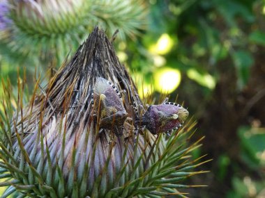 Eurygaster integriceps is a pest of agricultural plants in natural conditions, on Silybum marianum clipart