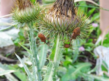 Eurygaster integrisepsleri Silybum Marianum üzerinde doğal koşullarda bulunan bir tarım bitkisi türüdür.