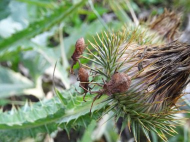 Eurygaster integriceps is a pest of agricultural plants in natural conditions, on Silybum marianum clipart