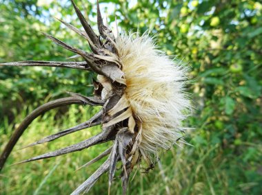 Silybum marianum plant in natural conditions, close-up of mature medicinal plant clipart