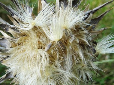 Silybum marianum bitkisi doğal koşullarda, olgun tıbbi bitkilere yakın çekim