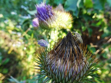 Eurygaster integriceps is a pest of agricultural plants in natural conditions, on Silybum marianum clipart