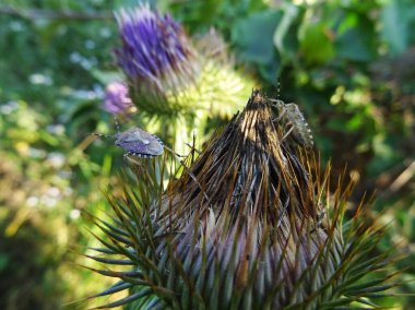 Eurygaster integriceps is a pest of agricultural plants in natural conditions, on Silybum marianum clipart