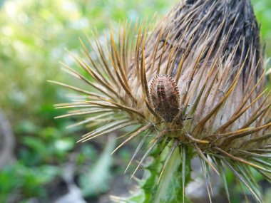 Eurygaster integriceps is a pest of agricultural plants in natural conditions, on Silybum marianum clipart