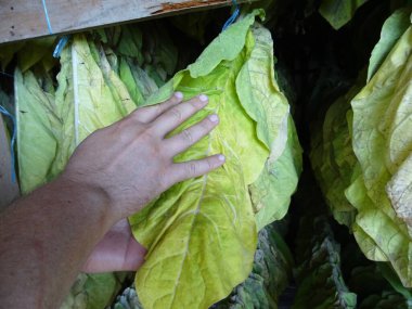 Tütün yaprakları doğal koşullarda kurutulur ve kurutmak için bir ipe asılır. Sigara için ham madde temin edilir. Sigara yapmak için bitki yaprakları