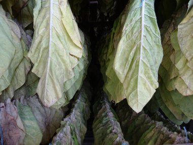 Tütün yaprakları doğal koşullarda kurutulur ve kurutmak için bir ipe asılır. Sigara için ham madde temin edilir. Sigara yapmak için bitki yaprakları