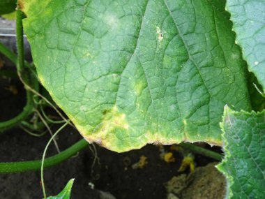 Açık arazide salatalık yetiştirmek, doğal şartlarda salatalık yapraklarında hastalık, yakın plan.