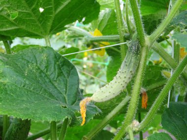 Açık arazide origka yetiştiriyor, doğal koşullarda taze meyve hasat ediyor.