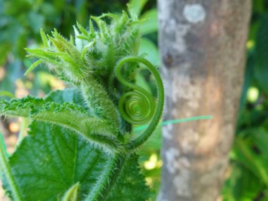 Açık arazide origka yetiştiriyor, doğal koşullarda taze meyve hasat ediyor.