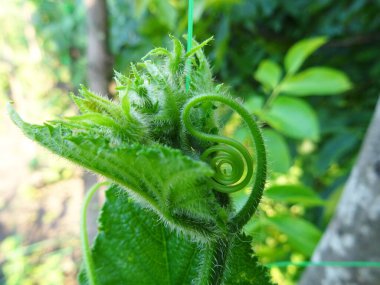 Açık arazide origka yetiştiriyor, doğal koşullarda taze meyve hasat ediyor.