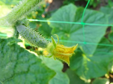Açık arazide origka yetiştiriyor, doğal koşullarda taze meyve hasat ediyor.