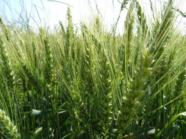 Bir cep içinde olgun buğday kulağı, arka plan yakın plan resmi                               