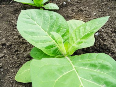 Tarlada tütün bitkileri, doğal şartlarda tütün yetiştirme, sigara yapmak için bitki yaprakları.                         