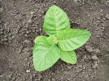 Tarlada tütün bitkileri, doğal şartlarda tütün yetiştirme, sigara yapmak için bitki yaprakları.                         