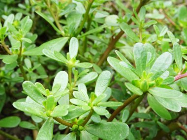 Tarladaki otlar, büyük sulu bitkiler tarımsal bitkilere zarar veriyor.                               