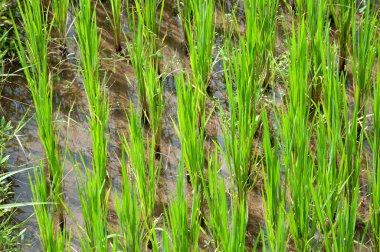 Pirinç tarlasında yemyeşil çeltik. Bahar ve Yaz Arkaplanı. Pirinç tarlasında yemyeşil bir çeltik ve soyut bahar ve yaz arkaplanı var. Üst negatif boşluk sözcükler için kullanılabilir.