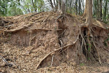 Asya 'da kökleri bükülmüş ağaç.
