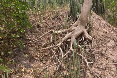 Asya 'da kökleri bükülmüş ağaç.