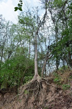Tree with twisted roots in asia. clipart