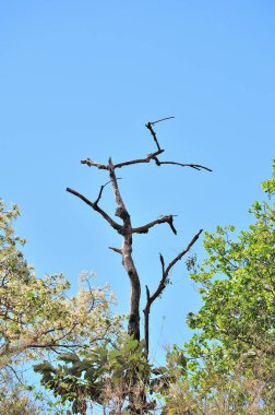 Estetik duvar kağıdı, güzel mavi gökyüzü ve yeşil ağaçlar.