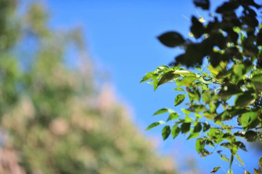 Estetik duvar kağıdı, güzel mavi gökyüzü ve yeşil ağaçlar.
