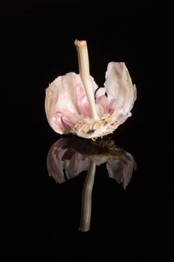 Garlic head without cloves on black background with reflection.