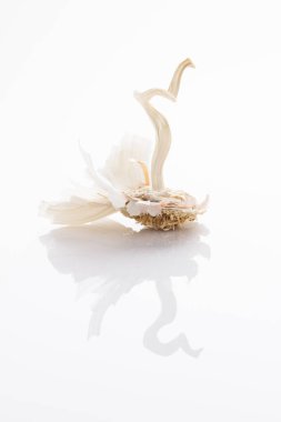 Garlic head without cloves on white background with reflection.