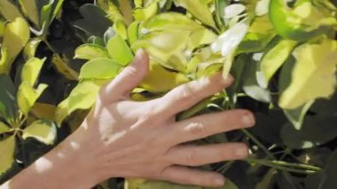Bir Schefflera bitkisinin yeşil ve sarı yapraklarını nazikçe okşayan bir elin yakın çekim videosu. El, çeşitli yaprakların üzerinde sorunsuzca hareket eder..
