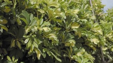 Bahçedeki bir Schefflera bitkisini budamak için kullanılan elektrikli çit budayıcısının yakın çekimi..