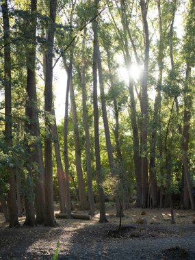 Uzun ağaçların arasından süzülen güneş ışığının orman zeminine yumuşak gölgeler bıraktığı sakin bir orman sahnesi. Işık ve yaprakların etkileşimi, ormanlık ortamın doğal güzelliğini vurgulayan sakin ve huzurlu bir atmosfer yaratır. Th