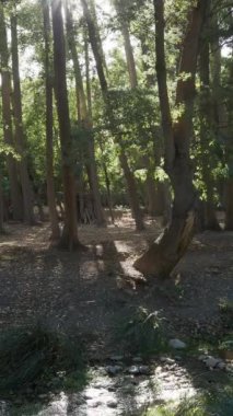 Uzun ağaçların arasından süzülen güneş ışığının orman zeminine yumuşak gölgeler bıraktığı sakin bir orman sahnesi. Işık ve yaprakların etkileşimi, ormanlık alanın doğal güzelliğini vurgulayan huzurlu ve huzurlu bir atmosfer yaratıyor..